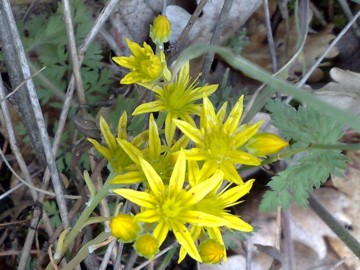 Petrosedum tenuifolium  (=Sedum amplexicaule subsp. tenuifolium)